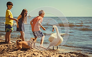 Little girl boys kids on beach have fun with swan.