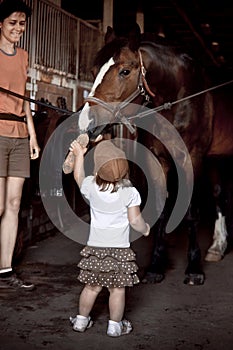 Poco spazzolatura un cavallo 