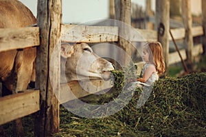 A little girl child feeds a cow with hay. Image with selective focus, toning and noise effects. Summer on the farm. a child is sit