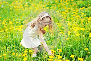 Little girl child in meadow picking yellow dandelion flowers