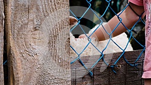 Little girl child strokes a white lamb through an iron wicket fence, slow motion