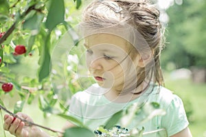 Little girl collect red cherries