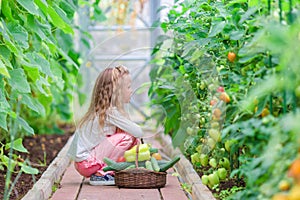 Little girl collecting crop cucumbers and tomatos in greenhouse. Time to harvest.