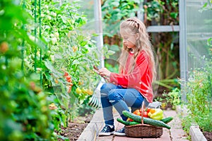 Little girl collecting crop cucumbers and tomatos in greenhouse. Time to harvest. Big basket full of vegetables