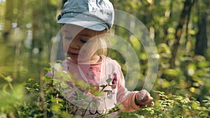 Little girl collecting and eating ripe blueberries from bush in forest.