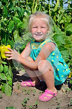 A little girl collects a crop of pepper on the kitchen-garden