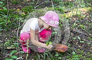 A little girl collects mushrooms in a summer forest