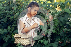 A little girl collects raspberries in the garden