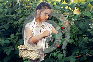A little girl collects raspberries in the garden photo