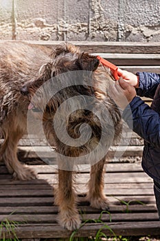 Little girl combing a dog outside Long shedding dogs coat on comb for pets in hand Excess seasonal canine hair loss care