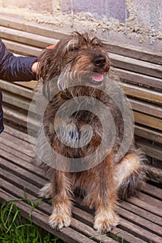 Little girl combing a dog outside Long shedding dogs coat on comb for pets in hand Excess seasonal canine hair loss care