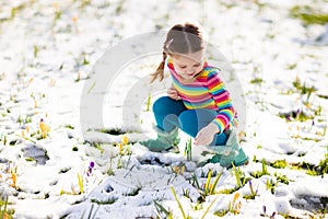 Little girl with crocus flowers under snow in spring