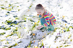 Little girl with crocus flowers under snow in spring