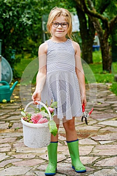 Little girl cutting dahlia flowers. Cute happy child holding bucket with flowers and scissors. Preschool kid helping