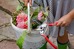 Little girl cutting dahlia flowers. Cute happy child holding bucket with flowers and scissors. Preschool kid helping