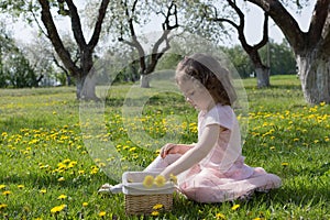 Little girl on dandelion lawn pick up dandelions in a basket