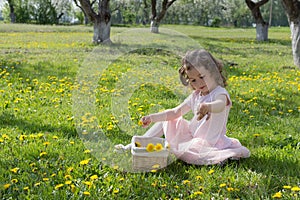 Little girl on dandelion lawn pick up dandelions in a basket