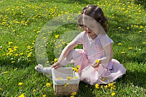 Little girl on dandelion lawn pick up dandelions in a basket