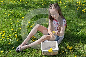 Little girl on dandelion lawn pick up dandelions in a basket