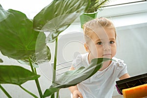 A little girl diligently washing a window.