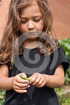 Little Girl Eat Pea On Vegetable Garden Close Up