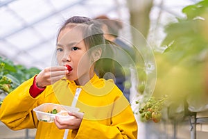 Little girl eating Fresh Strawberry in Japanese strawberry farm