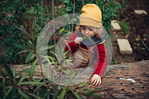 Little girl eating harvested organic peas in eco garden, sustainable lifestyle concept.