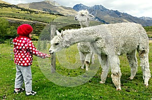 Little girl feed animals