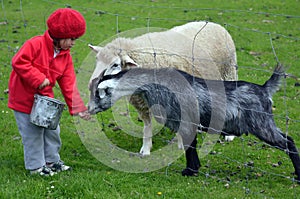 Little girl feed animals