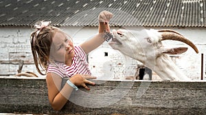 Little girl feed goat. Kid on goat farm. Favorite food for animal to have a tasty fresh milk