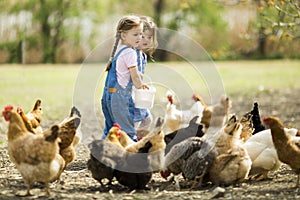 Little girl feeding chickens