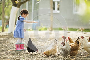 Little girl feeding chickens