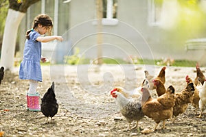 Little girl feeding chickens