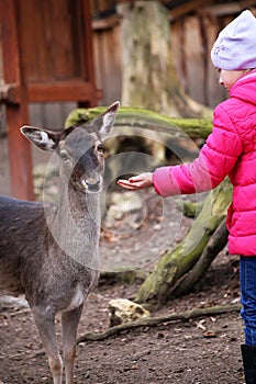 Little girl feeding deer in the Zoo