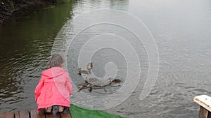 Little girl feeding ducks in park. Kid throws bread to a duck with her ducklings. 4k