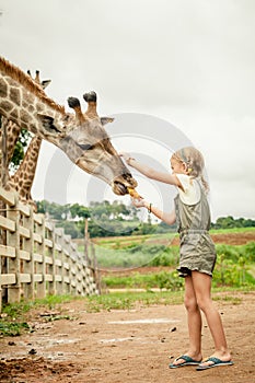 Little girl feeding a giraffe at the zoo