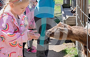 Little girl feeding a goat