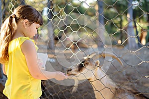 Little girl feeding goat. Child at outdoors petting zoo. Kid having fun in farm with animals. Children and animals. Fun for kids