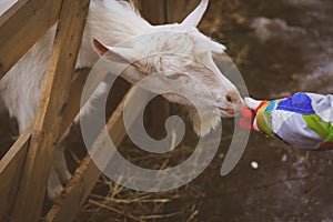 Little girl feeding goat at farm