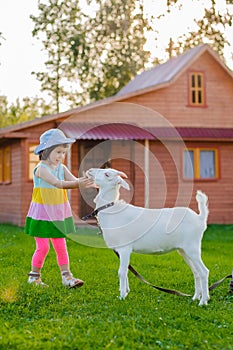 A little girl is feeding a goat on the lawn a sunny summer, in a country in Russia.