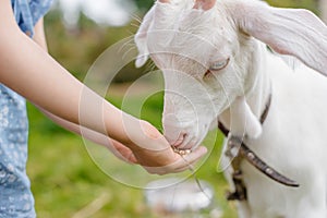 A little girl is feeding a goat on the lawn a sunny summer, in a country in Russia