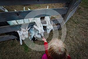 Little girl feeding a goats at the farm