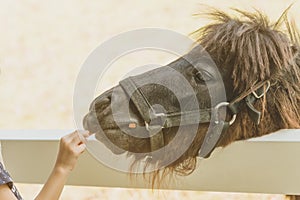 Little girl feeding horse in her farm through a white wooden fen