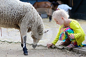 Little girl feeding sheep in the farm