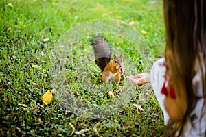 Little girl feeding squirrel at park