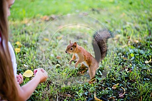 Little girl feeding squirrel at park