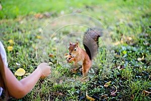 Little girl feeding squirrel at park