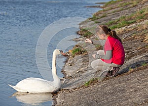 Little girl feeding swan