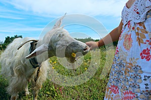 Little girl feeding a white goat, cropped shot, horizontal view. Farm, people, mammals concept.