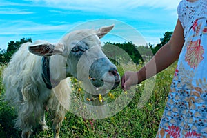 Little girl feeding a white goat, cropped shot, horizontal view. Farm, people, mammals concept.